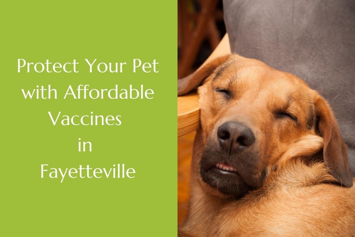 Protect-Your-Pet-with-Affordable-Vaccines-in-Fayetteville-