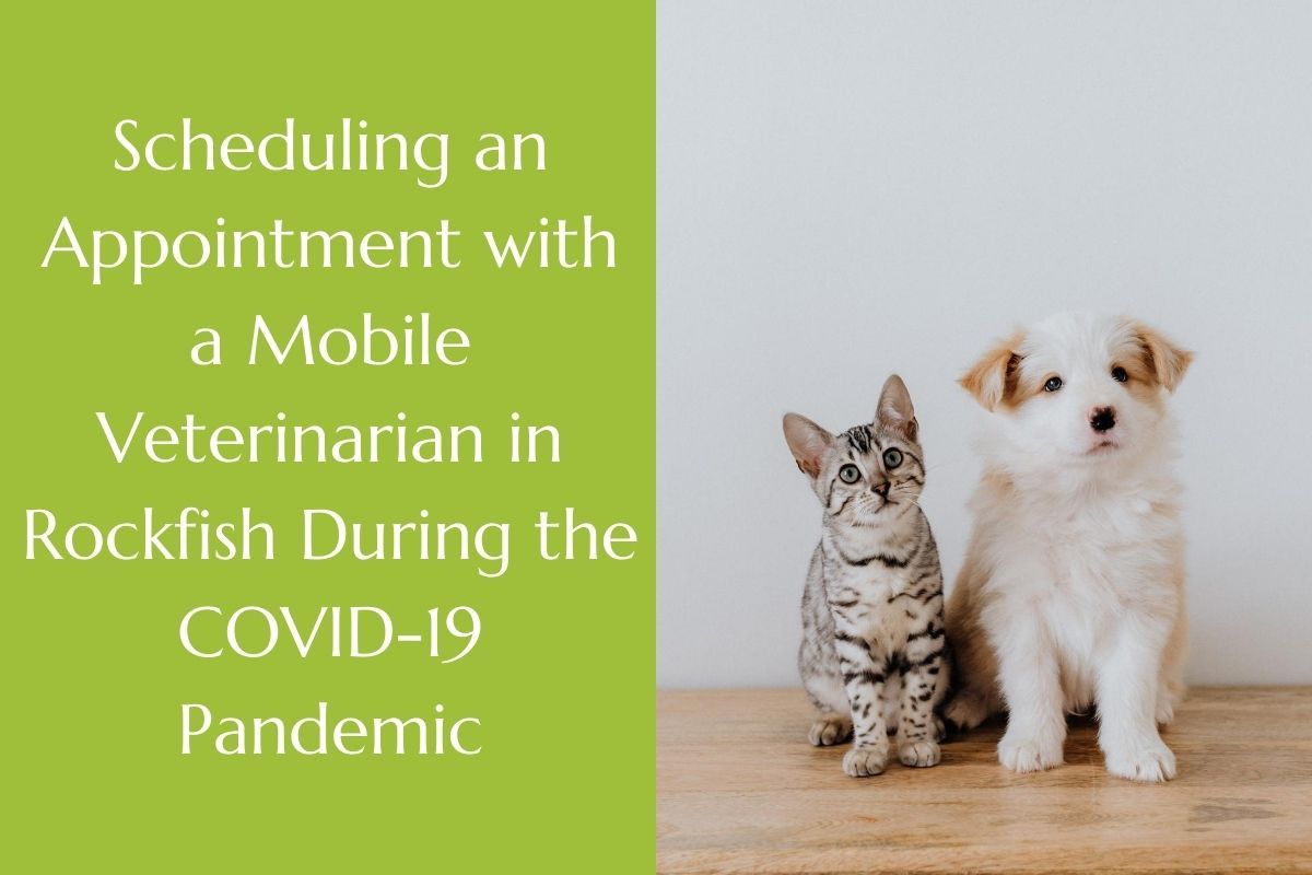 Scheduling-an-Appointment-with-a-Mobile-Veterinarian-in-Rockfish-During-the-COVID-19-Pandemic