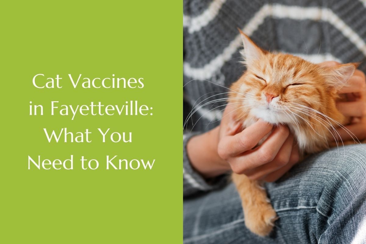 Cat-Vaccines-in-Fayetteville_-What-You-Need-to-Know