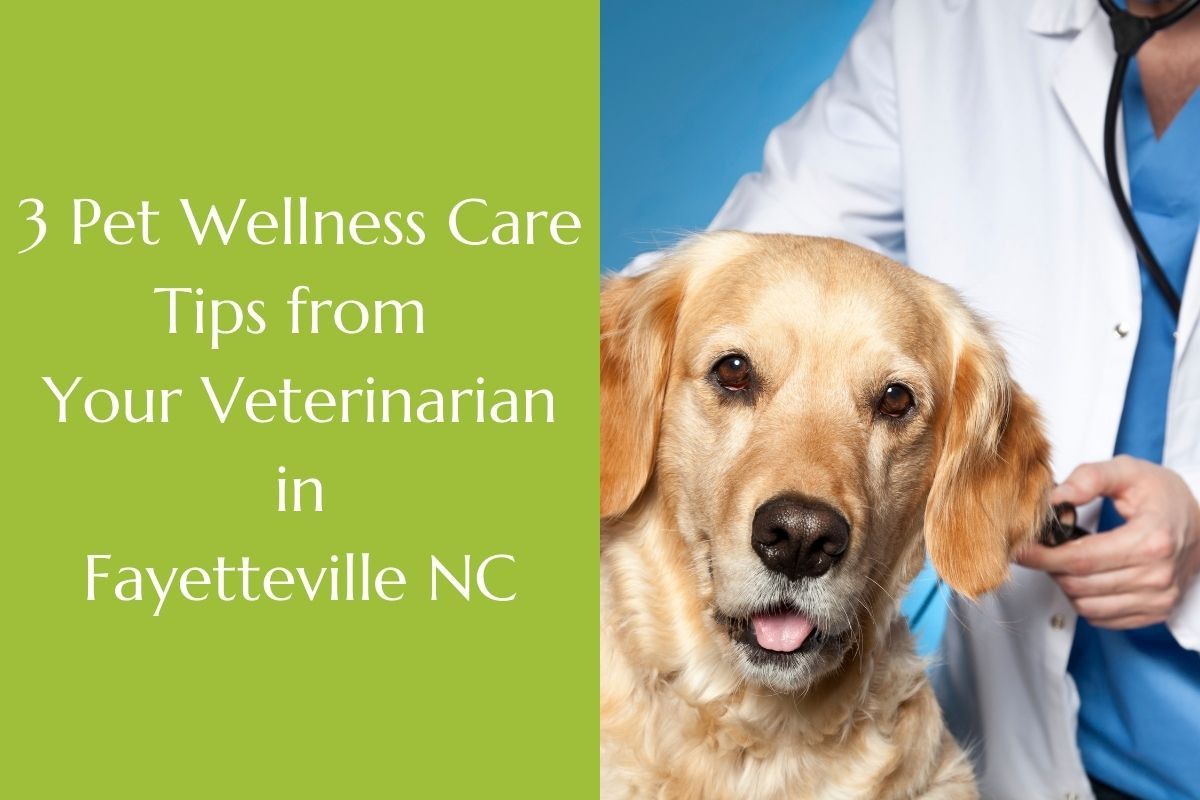 3-Pet-Wellness-Care-Tips-from-Your-Veterinarian-in-Fayetteville-NC