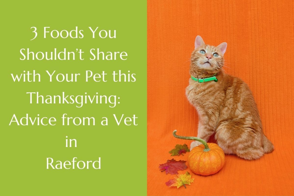 3-Foods-You-Shouldnt-Share-with-Your-Pet-this-Thanksgiving_-Advice-from-a-Vet-in-Raeford