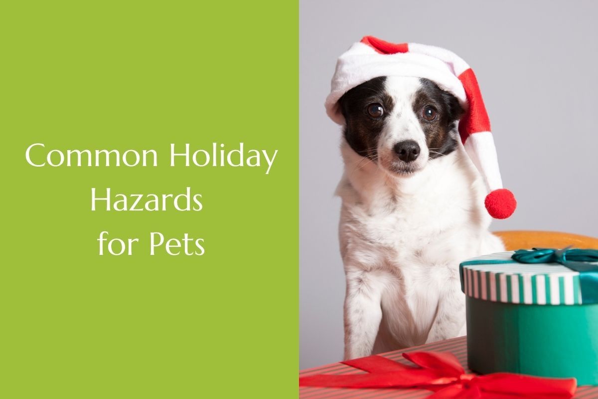 Common-Holiday-Hazards-for-Pets