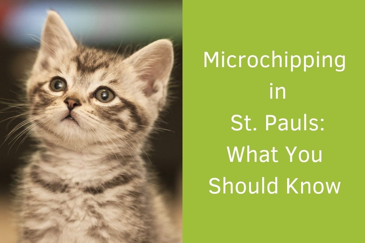 Microchipping-in-St.-Pauls_-What-You-Should-Know