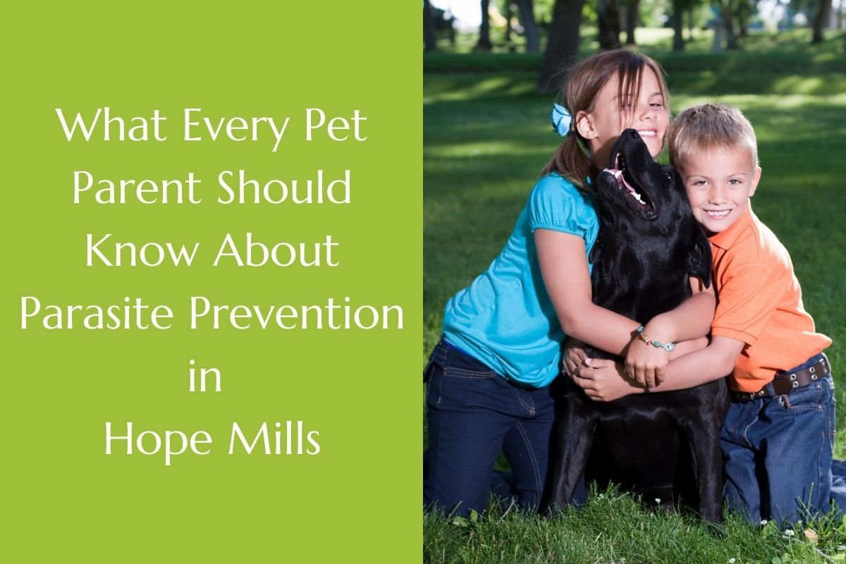 What-Every-Pet-Parent-Should-Know-About-Parasite-Prevention-in-Hope-Mills
