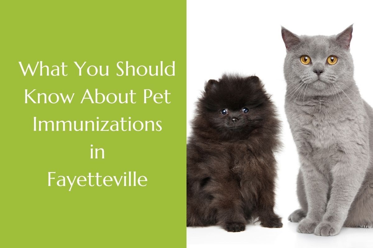 What-You-Should-Know-About-Pet-Immunizations-in-Fayetteville