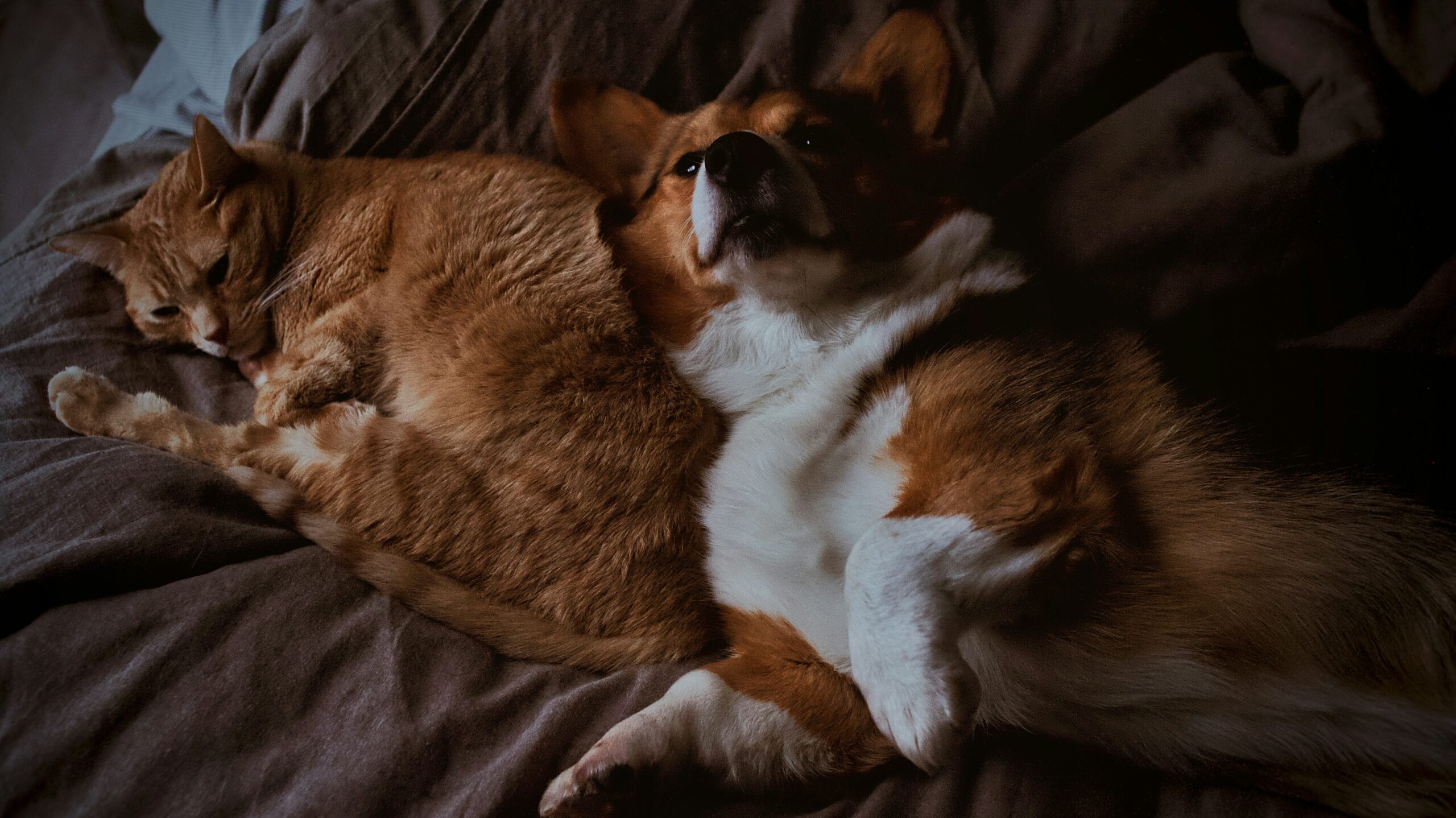Happy dog and cat relaxing together at home
