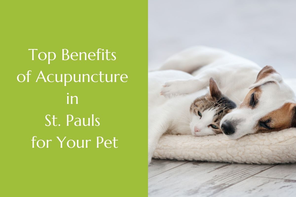 Top-Benefits-of-Acupuncture-in-St.-Pauls-for-Your-Pet