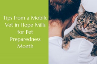 Tips-from-a-Mobile-Vet-in-Hope-Mills-for-Pet-Preparedness-Month