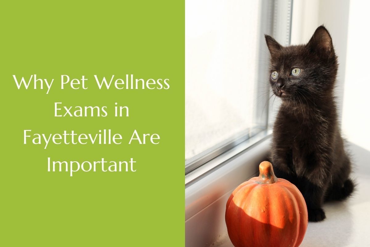 Why-Pet-Wellness-Exams-in-Fayetteville-Are-Important