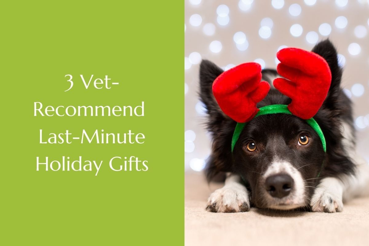 3-Vet-Recommend-Last-Minute-Holiday-Gifts