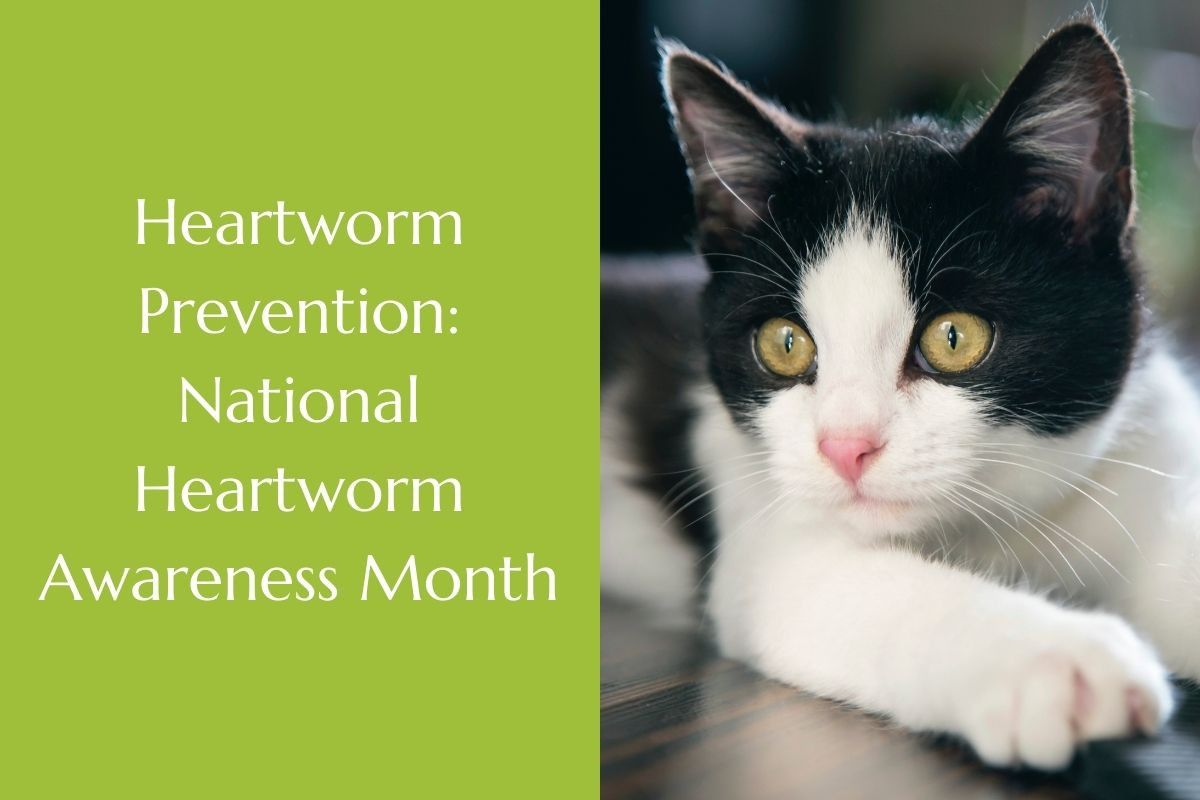 Heartworm-Prevention-National-Heartworm-Awareness-Month