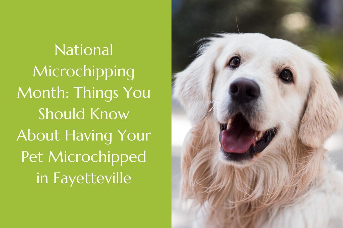 National-Microchipping-Month-Things-You-Should-Know-About-Having-Your-Pet-Microchipped-in-Fayetteville