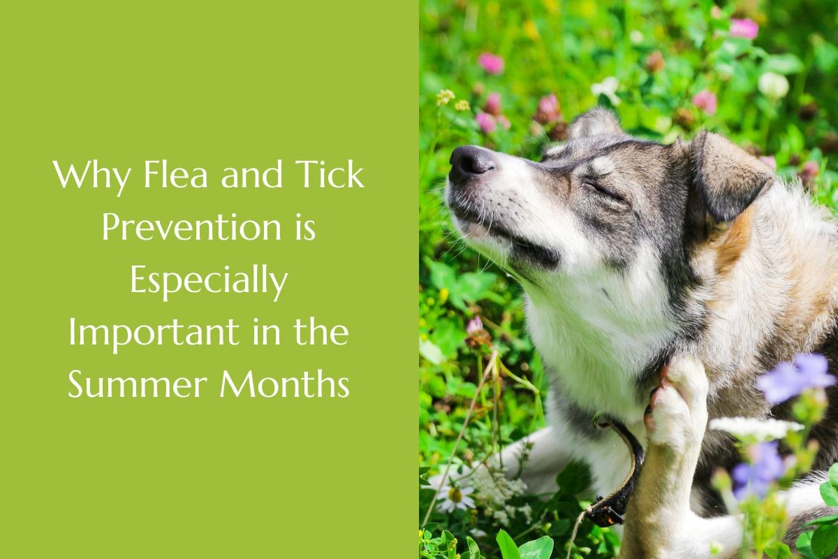 Why-Flea-and-Tick-Prevention-is-Especially-Important-in-the-Summer-Months-1