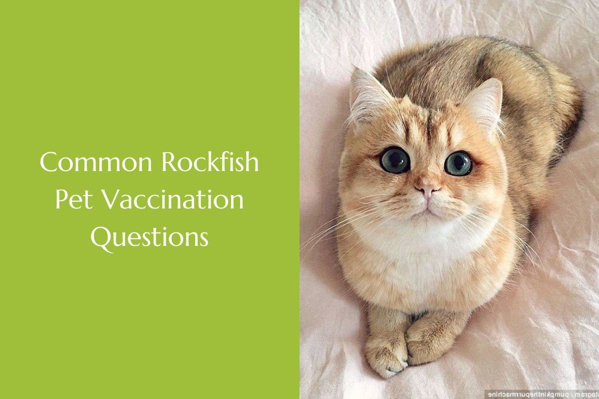 Common-Rockfish-Pet-Vaccination-Questions