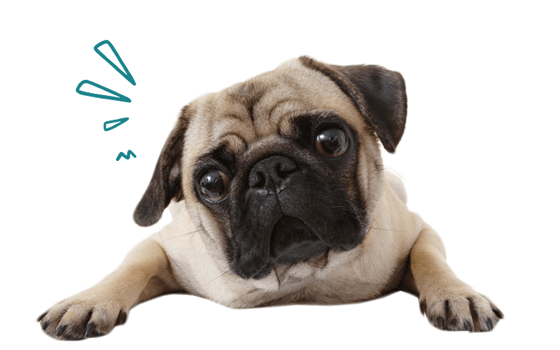 Total Quality Mobile Veterinary Care | Microchipping Raleigh and Knightdale  NC